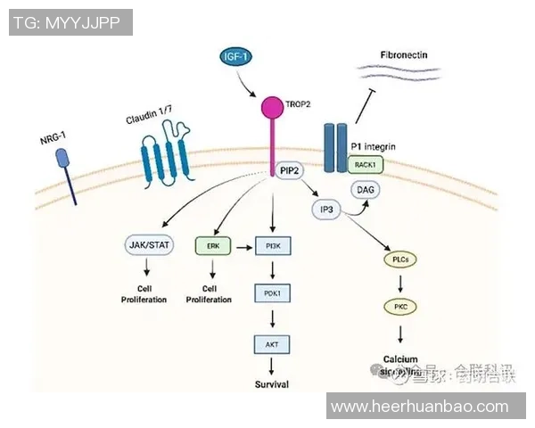 RulerADC的崛起与挑战解析：电子竞技中ADC角色的全新发展趋势